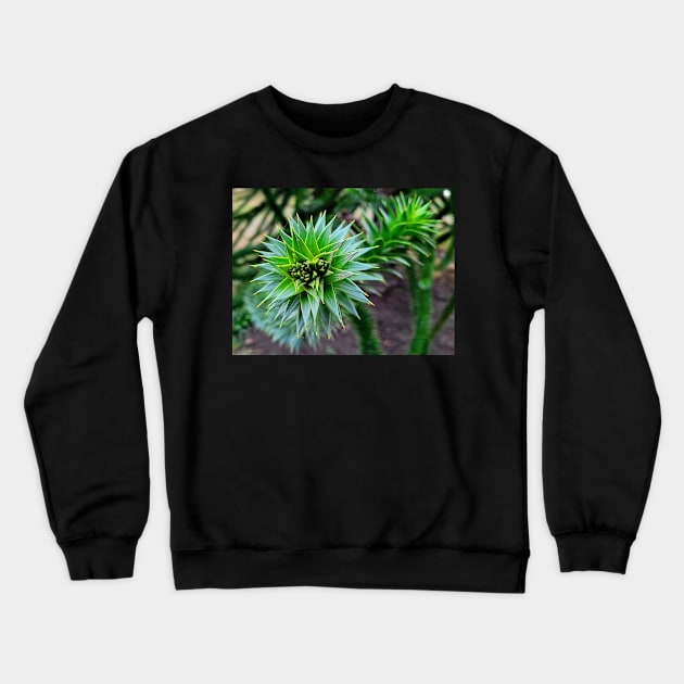 Monkey Puzzle Tree Branch Crewneck Sweatshirt by Rebekah Slick